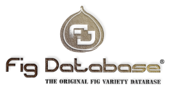 Mango Database on Mango Database