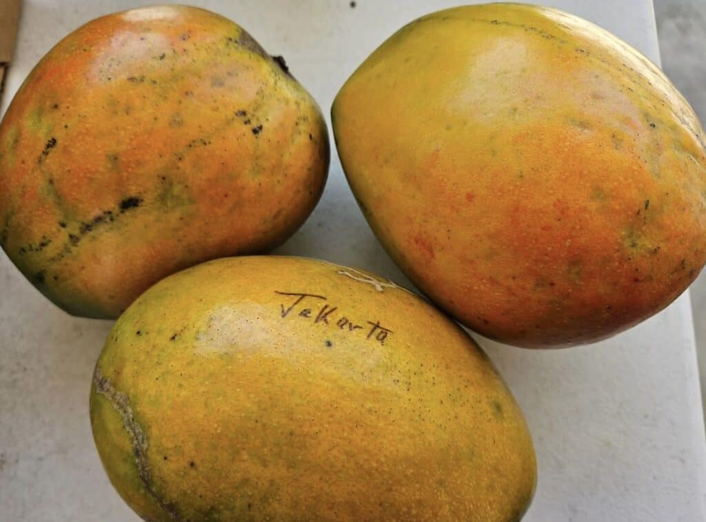 Mango Database Jakarta