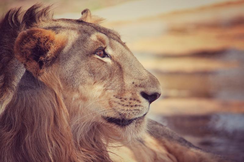 About Nam Doc Mai Mangoes About Nam Doc Mai Mangoes