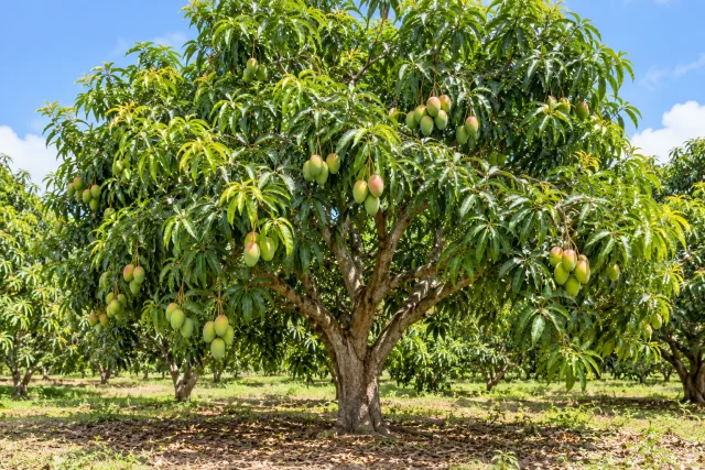 Mangifera Indica (generated editorial illustration)